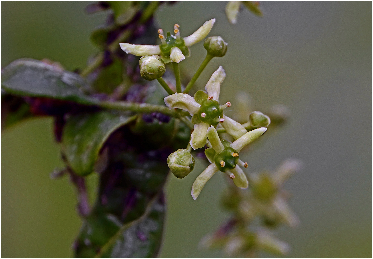 Image of Euonymus europaeus specimen.