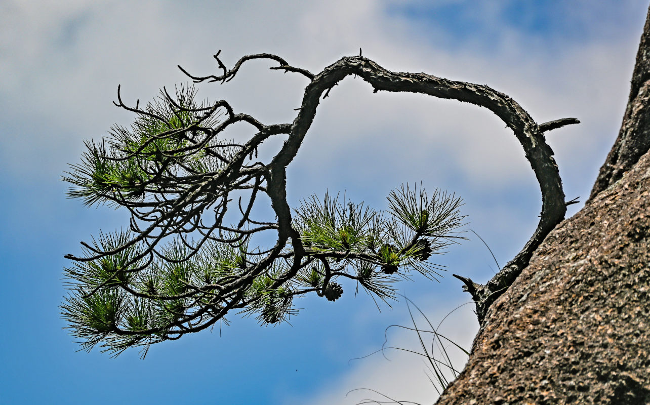 Изображение особи Pinus taiwanensis.