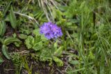 Primula algida. Соцветие. Республика Адыгея, Майкопский р-н, Кавказский биосферный запов., гора Оштен, под предвершинным гребнем, выс. ок. 2400 м н.у.м., альпийский луг. 05.07.2025.