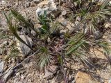 Anisantha tectorum. Зацветающие растения в сообществе с цветущим Anchusa. Крым, окр. г. Судак, ур. Алчак-Кая, каменистый осыпающийся склон. 10.04.2025.