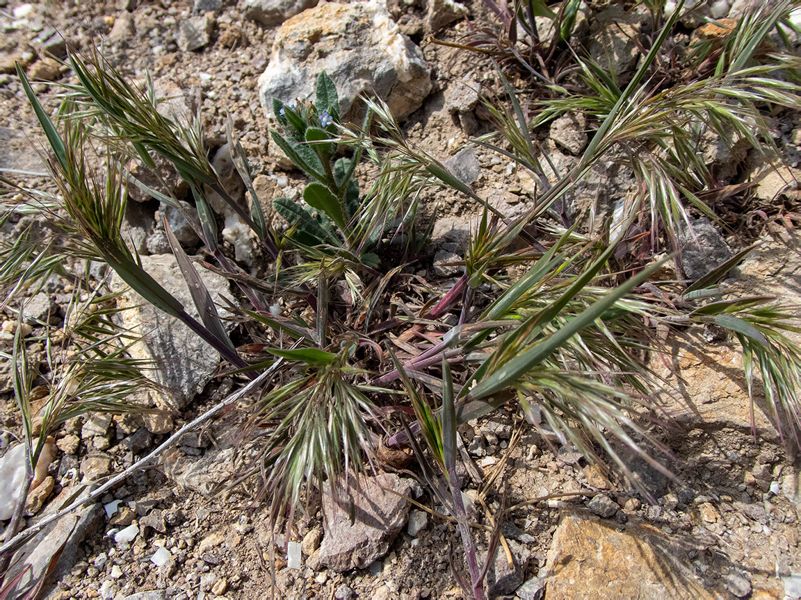 Image of Anisantha tectorum specimen.