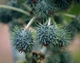 Ricinus communis