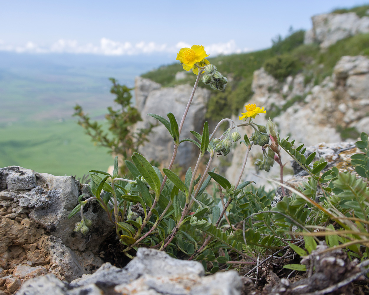 Изображение особи Helianthemum buschii.