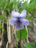 Viola epipsila. Цветок. Коми, Интинский р-н, пос. Желанный, Приполярный Урал, долина р. Балбанью, каменисто-дернистый берег мелкого водотока. 12.07.2010.