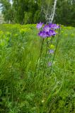 Campanula wolgensis. Цветущее растение. Башкортостан, Кугарчинский р-н, окр. дер. Мурадымово, природный парк \"Мурадымовское ущелье\", разнотравный луг. 30 мая 2024 г.