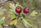 Crataegus × tournefortii. Веточка с плодами. ЮЗ Крым, окр. с. Резервное, гора Калафатлар, заросшая кустарником поляна. 16.10.2025.