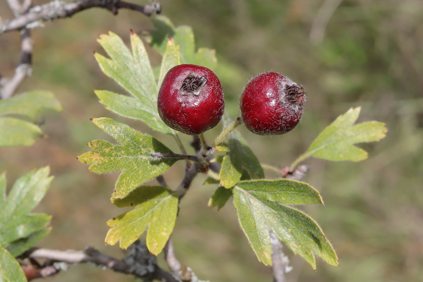 Изображение особи Crataegus × tournefortii.