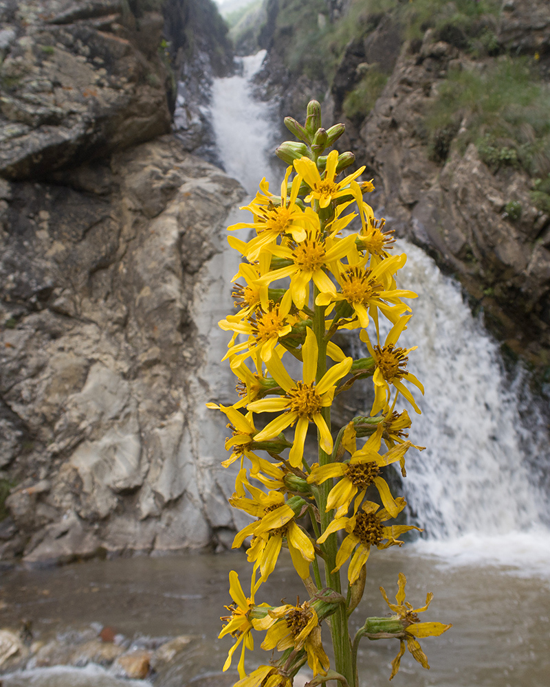 Изображение особи Ligularia subsagittata.