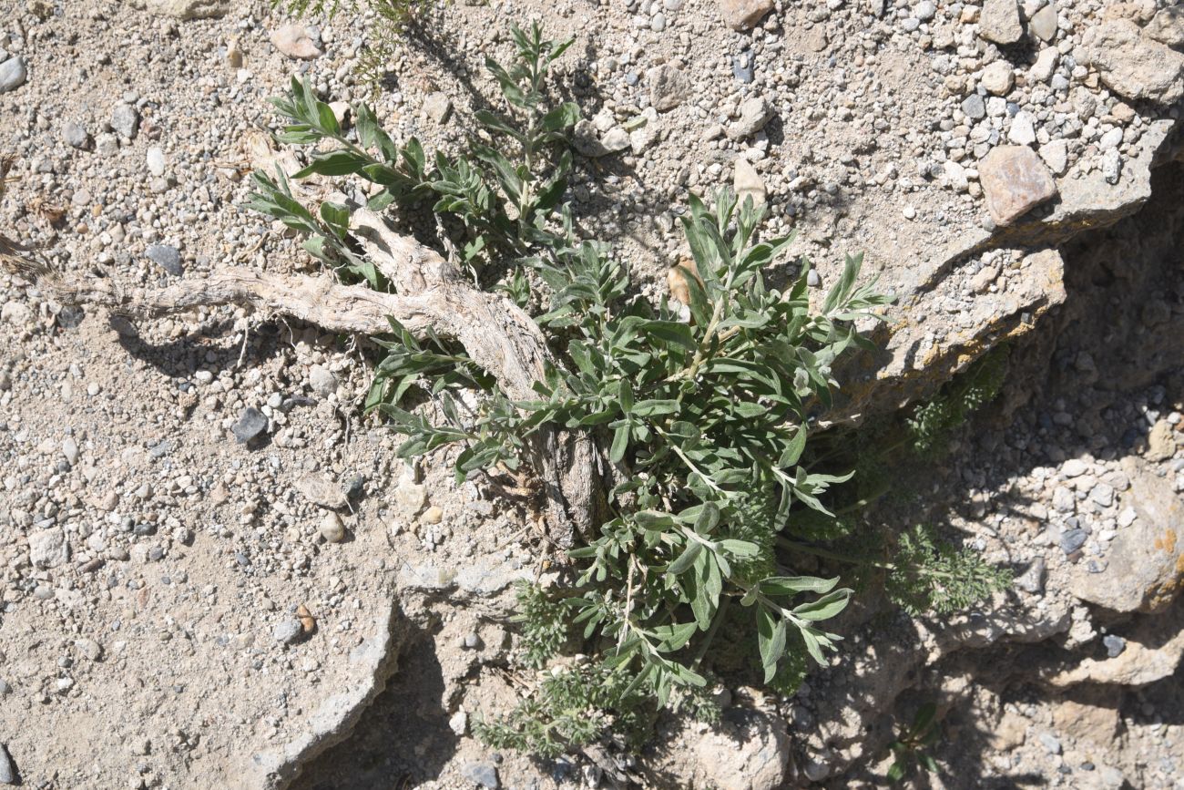 Image of Krascheninnikovia ceratoides specimen.