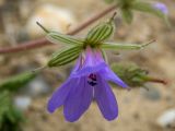 genus Geranium. Цветок. Крым, муниципальный округ Судак, п-ов Меганом, песчано-каменистый склон. 21.04.2025.