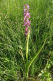 Anacamptis laxiflora ssp. elegans