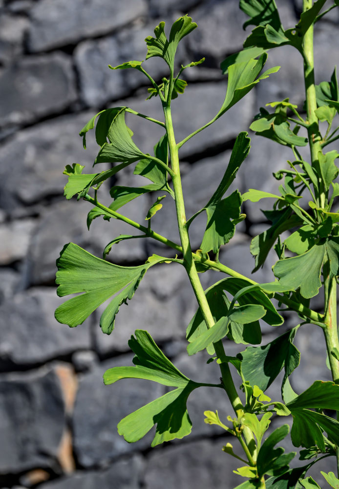 Image of Ginkgo biloba specimen.