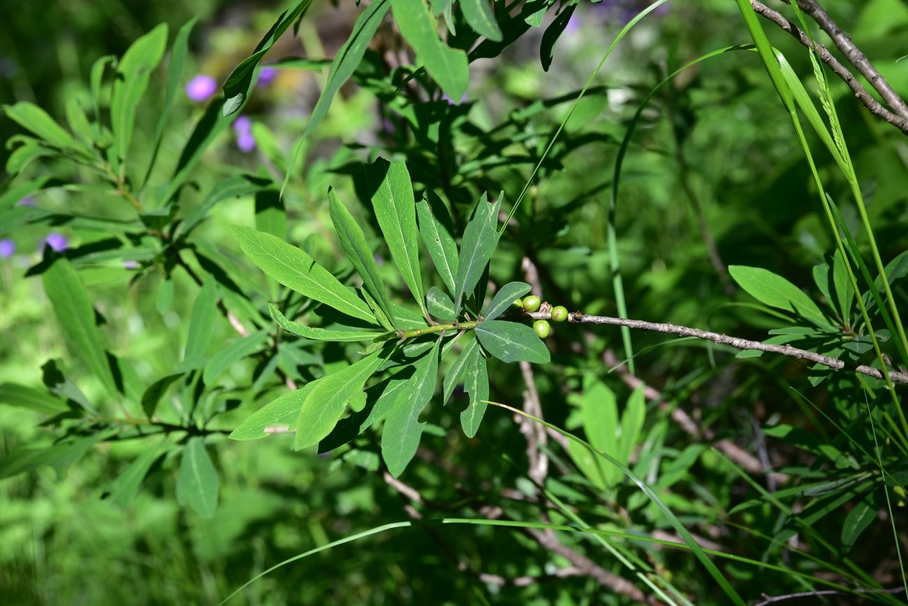 Изображение особи Daphne mezereum.