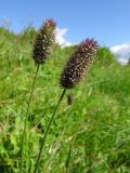 Phleum alpinum