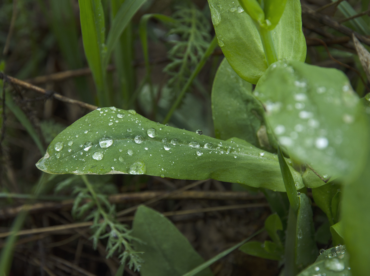 Image of familia Caryophyllaceae specimen.