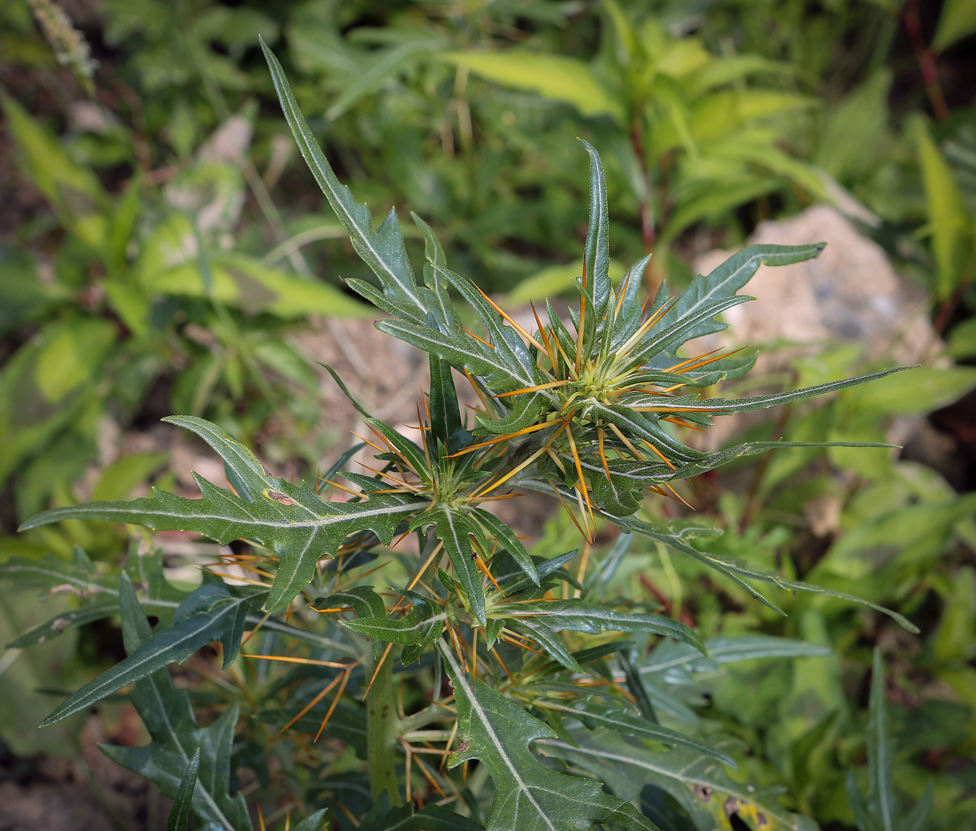 Image of Xanthium spinosum specimen.