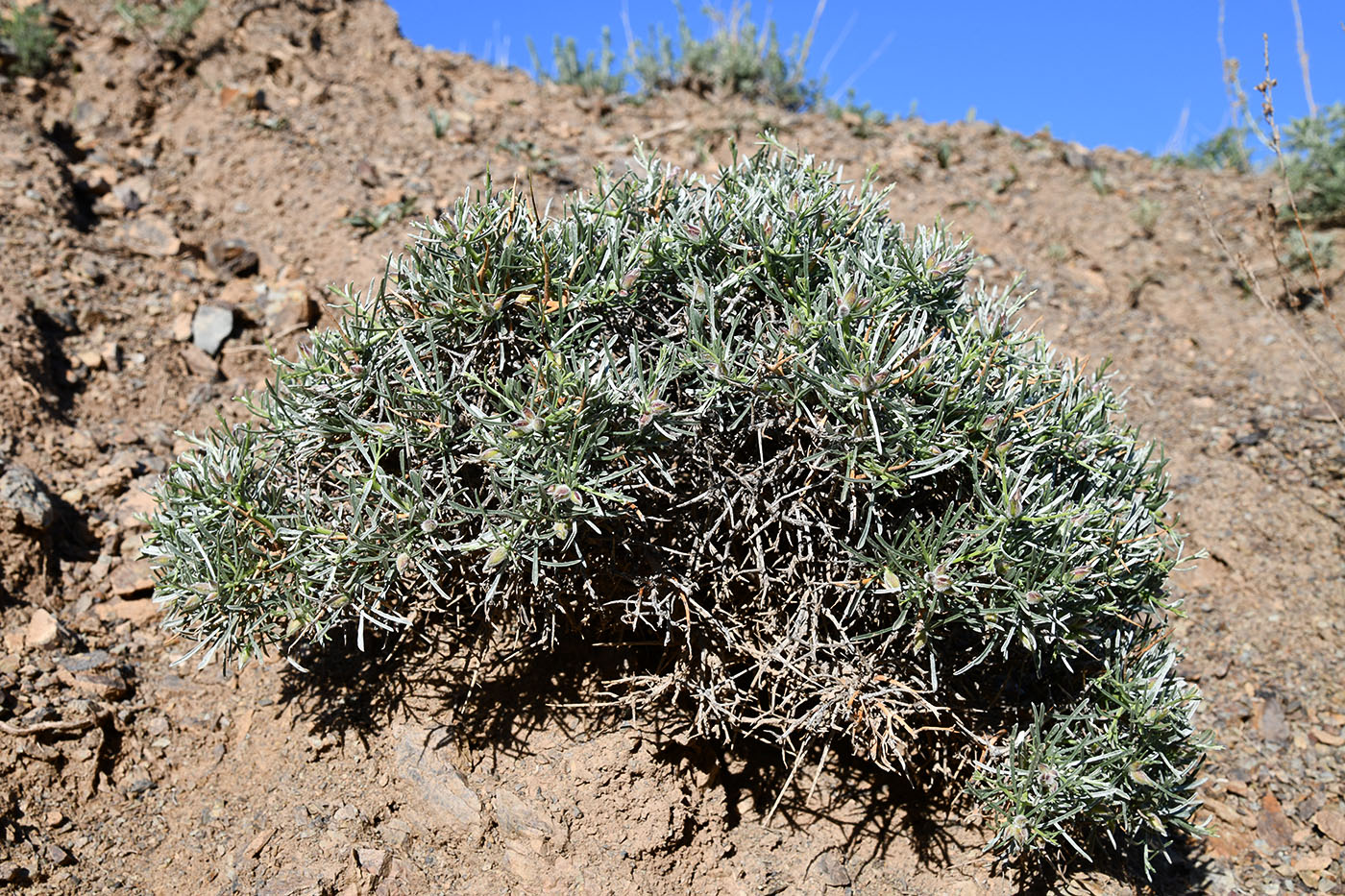 Изображение особи Convolvulus spinifer.