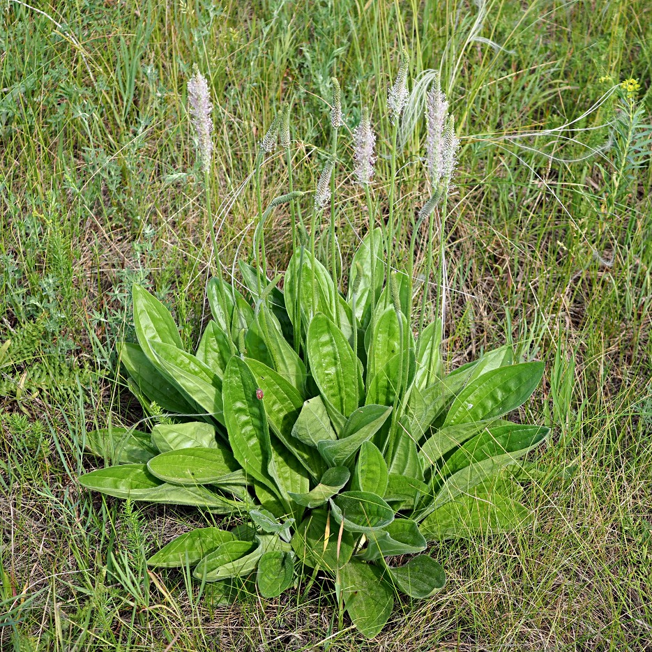 Image of Plantago urvillei specimen.