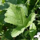 Image of taxon representative. Author is Сергей Глотов