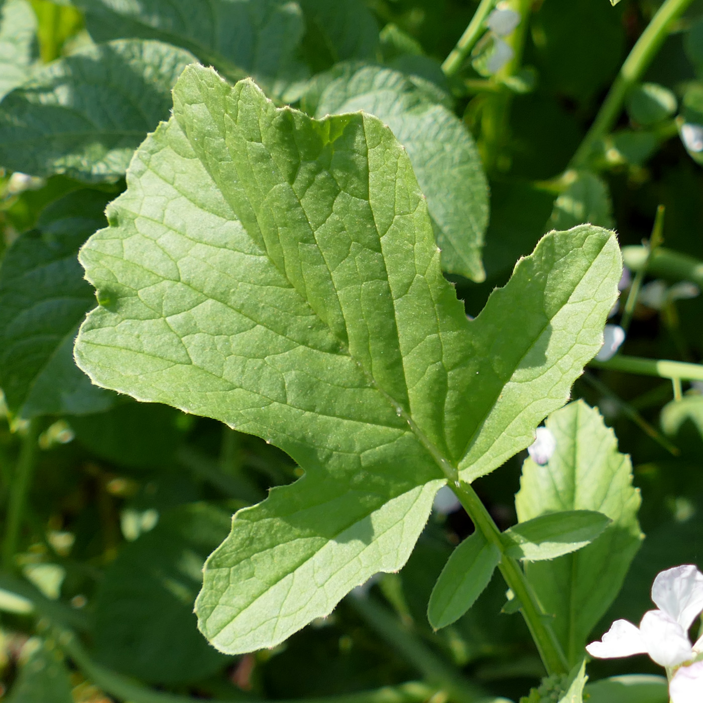 Image of Raphanus sativus specimen.