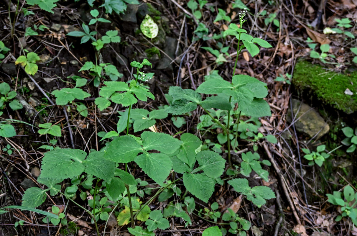 Image of Cryptotaenia japonica specimen.