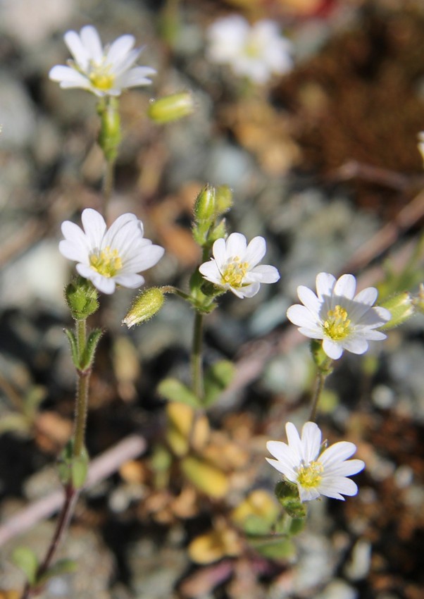 Image of Cerastium ligusticum specimen.