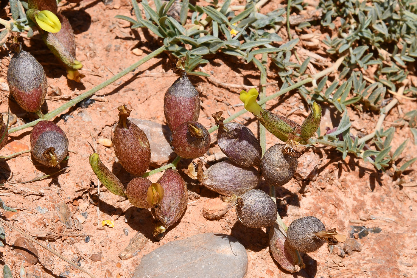 Изображение особи род Astragalus.