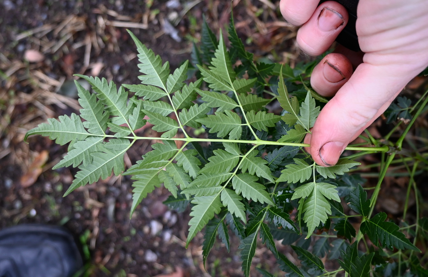 Изображение особи Неопознанный вид.