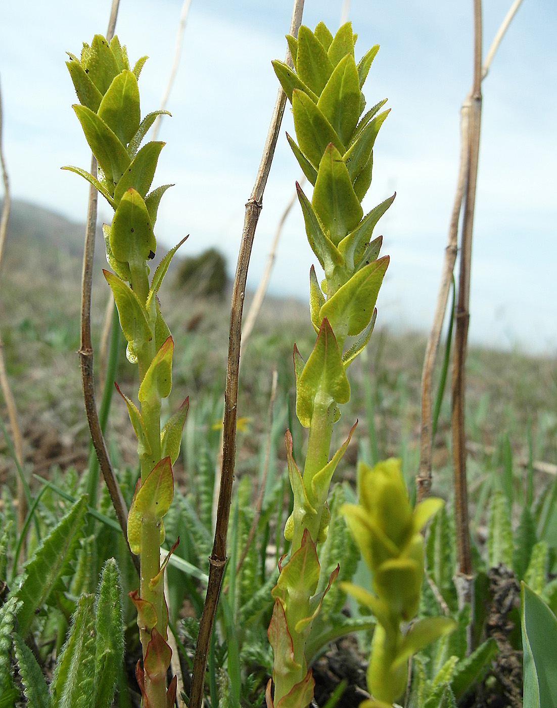 Image of Unknown species specimen.