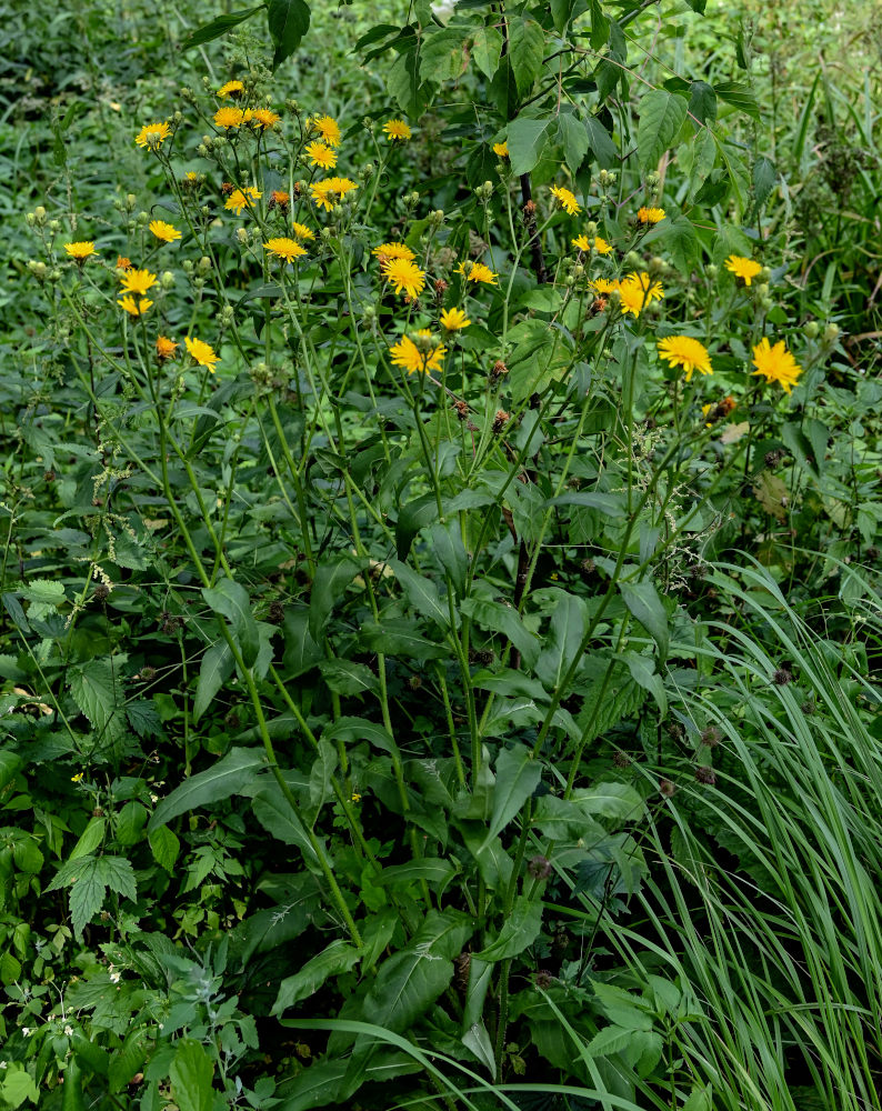 Изображение особи род Hieracium.