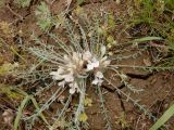 genus Astragalus