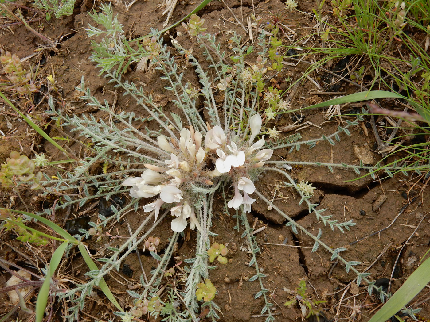 Image of genus Astragalus specimen.