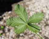 Potentilla reptans. Лист (абаксиальная поверхность). Краснодарский край, г. Адлер, ул. Просвещения, клумба. 03.07.2024.