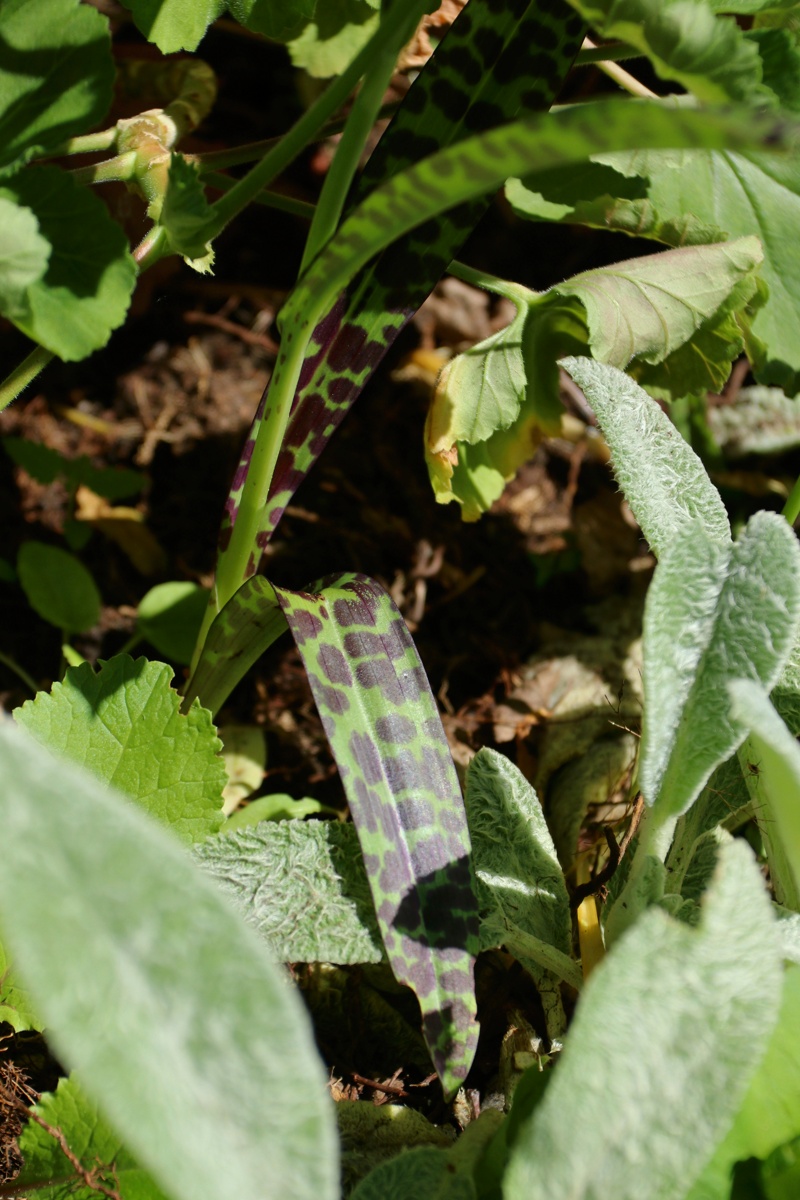 Изображение особи Dactylorhiza fuchsii.