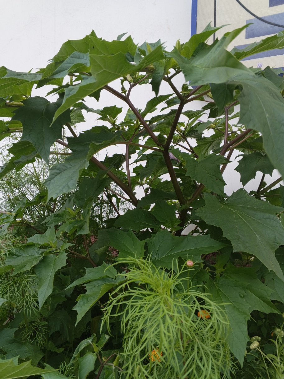 Image of Datura stramonium var. tatula specimen.