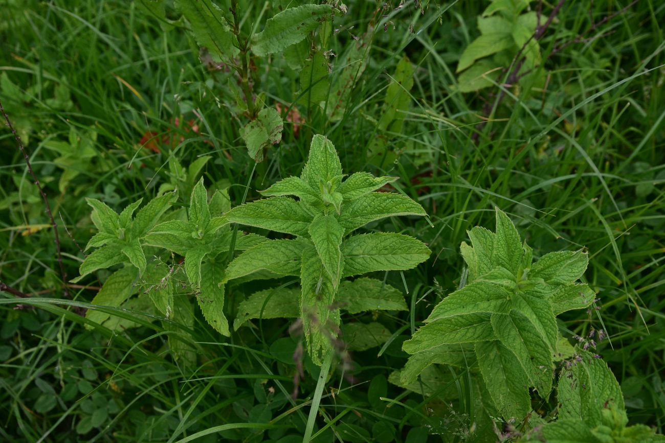Изображение особи Mentha longifolia.