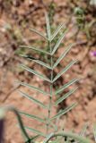 Astragalus varius