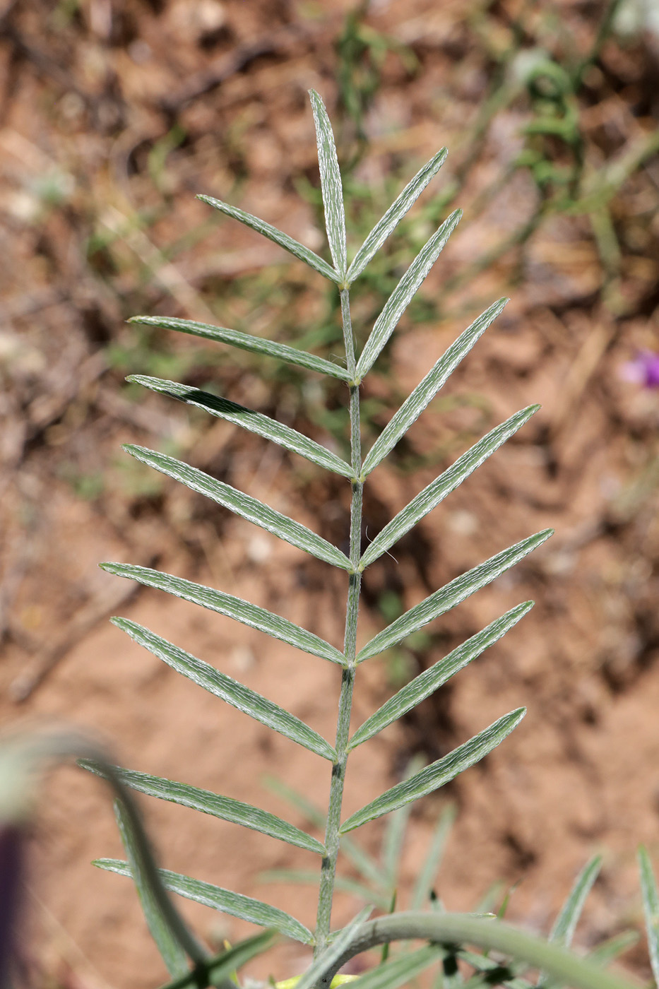 Image of Astragalus varius specimen.