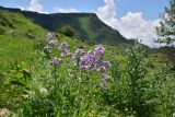 Hesperis matronalis. Цветущее растение. Грузия, край Самцхе-Джавахети, Ахалцихский муниципалитет, травянистый склон под водопадом Чанчкери, луг. 10 июня 2026 г.