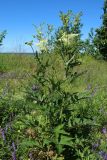 Filipendula подвид denudata