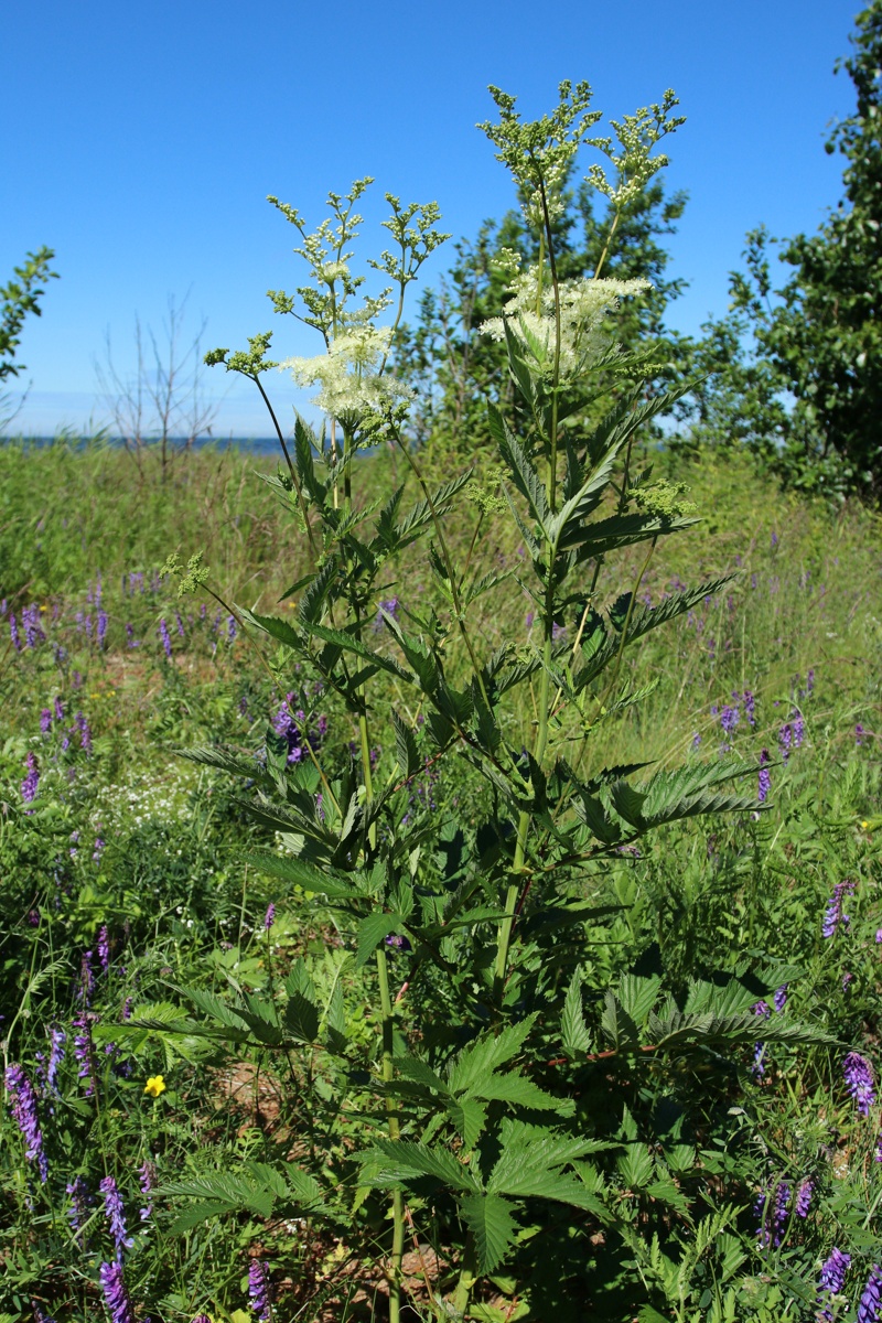 Изображение особи Filipendula ulmaria ssp. denudata.