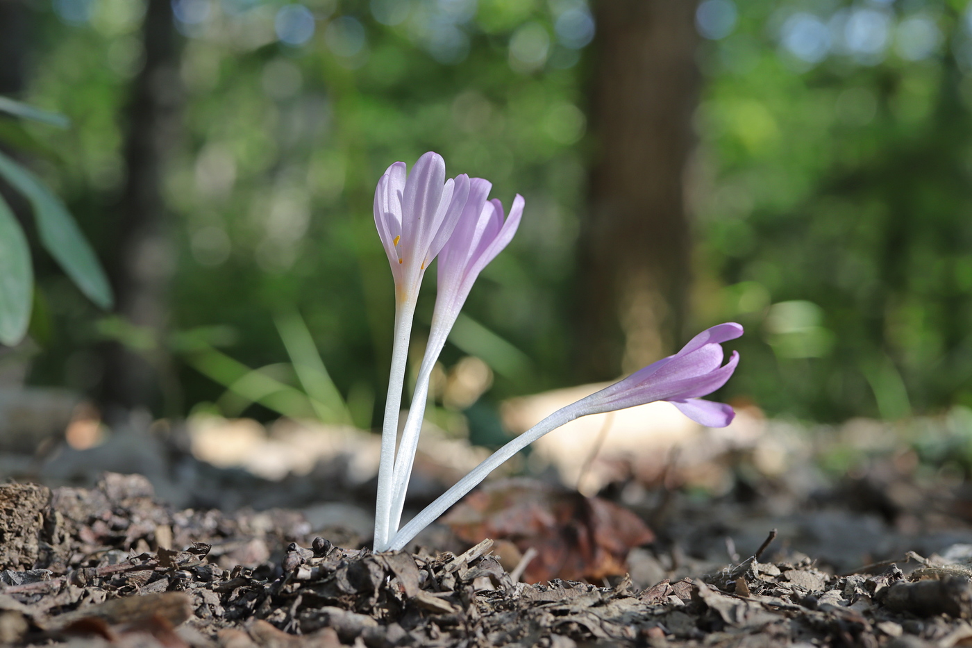 Image of Colchicum umbrosum specimen.