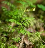 Pedicularis kuznetzovii