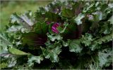 Brassica oleracea разновидность viridis. Листья. Московская обл., Раменский р-н, окр. дер. Хрипань, садовый участок. 20.08.2026.