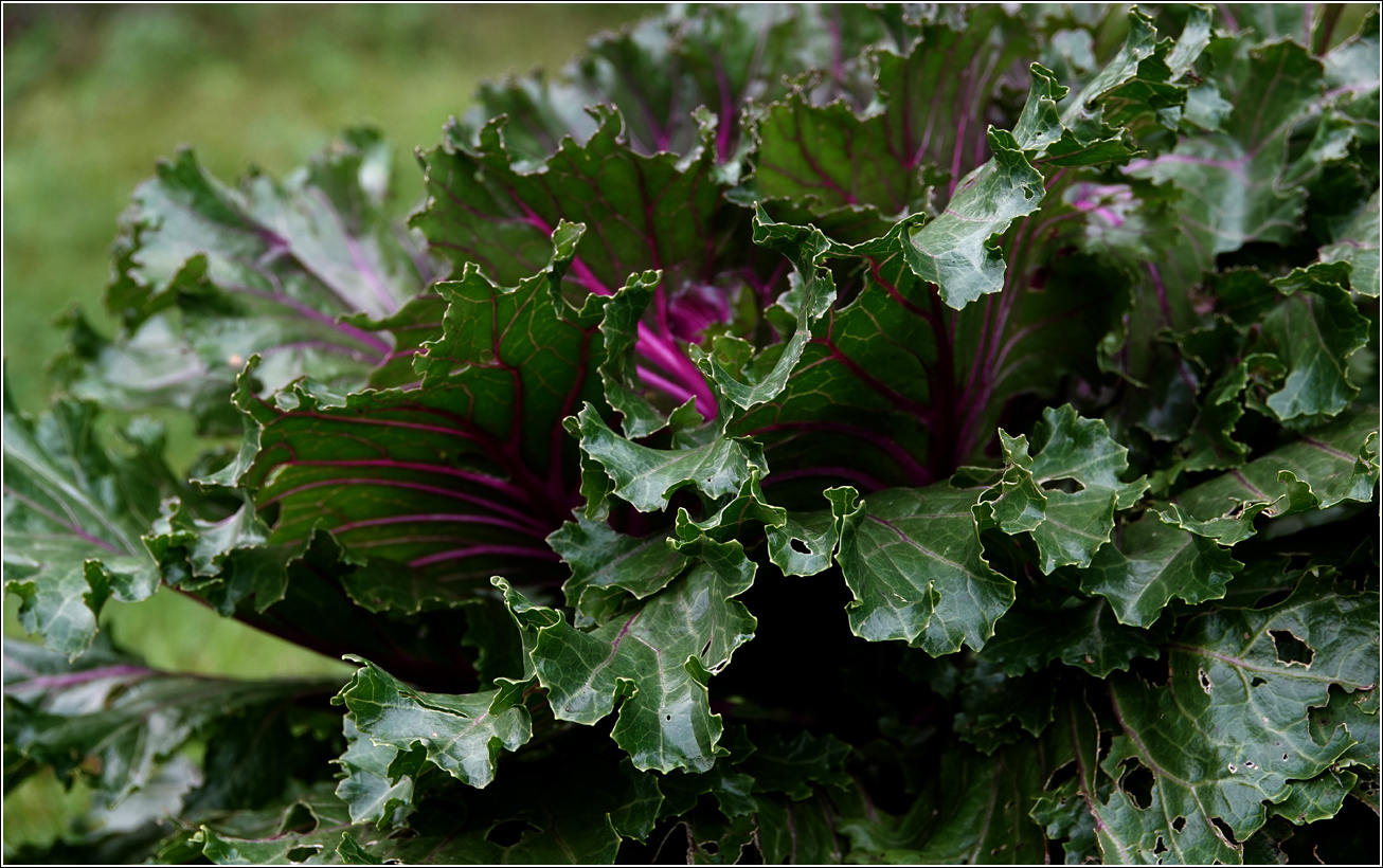 Изображение особи Brassica oleracea var. viridis.