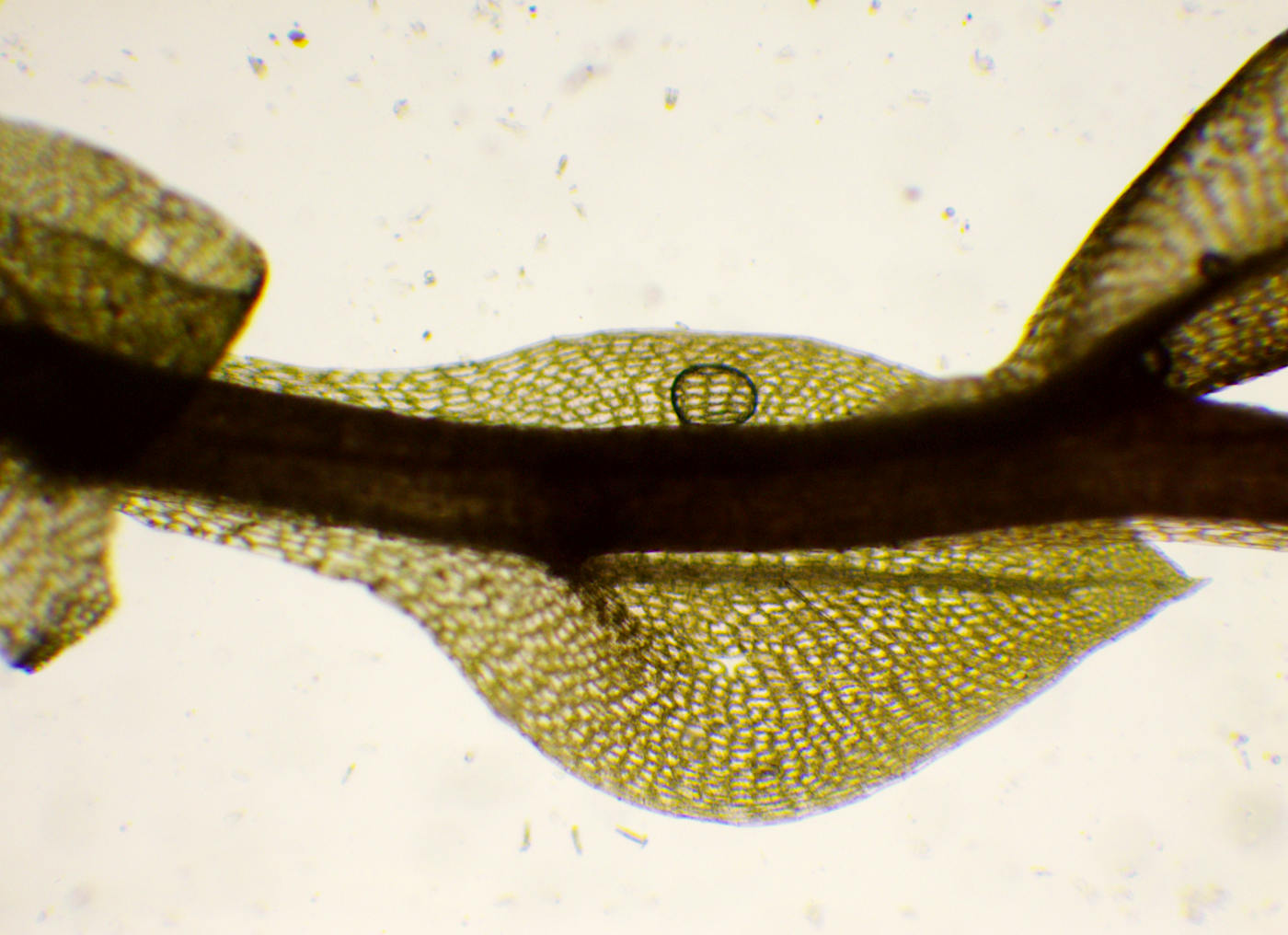 Image of Bryum weigelii specimen.