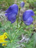 род Aconitum. Соцветие. Тува, хр. Обручева, р. Сынак. 12.07.2010.