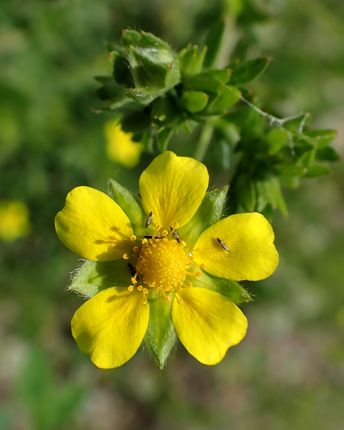 Изображение особи Potentilla intermedia.