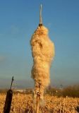 Typha latifolia