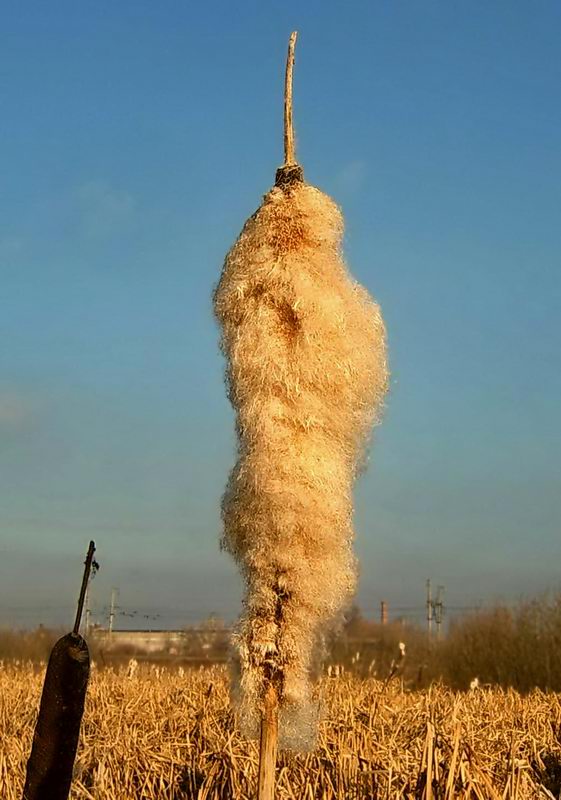 Image of Typha latifolia specimen.